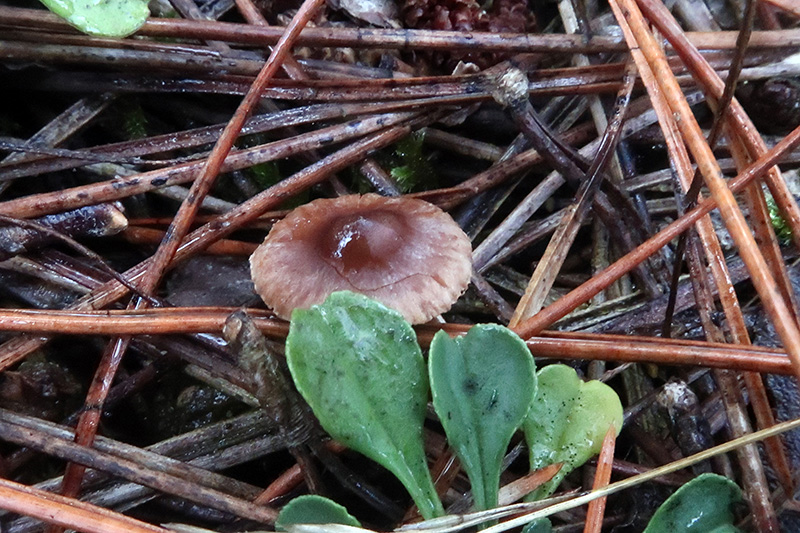 Un Cortinarius da identificare